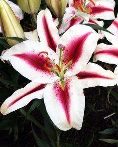 Lilia Orientalna 'Hachi' (20/22)
