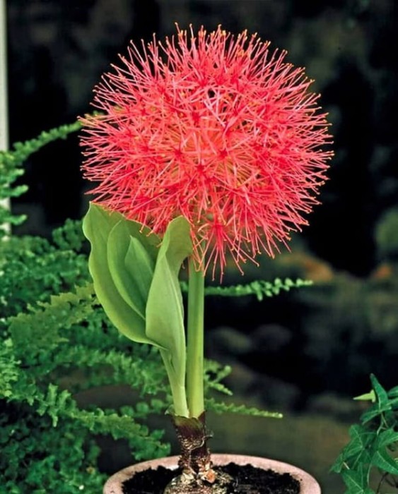 Scadoxus multiflorus.jpg