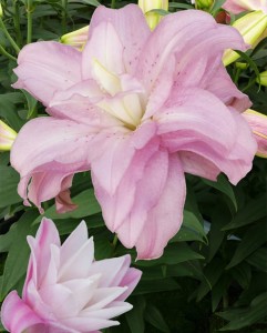 Lilia Pełna 'Lotus Spring' (18/20)