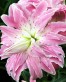 Lotus Elegance2.jpg
