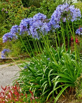 agapanthus intermedia.jpg