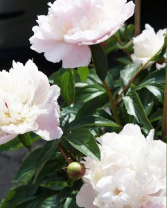 Duchesse de Nemours.jpg