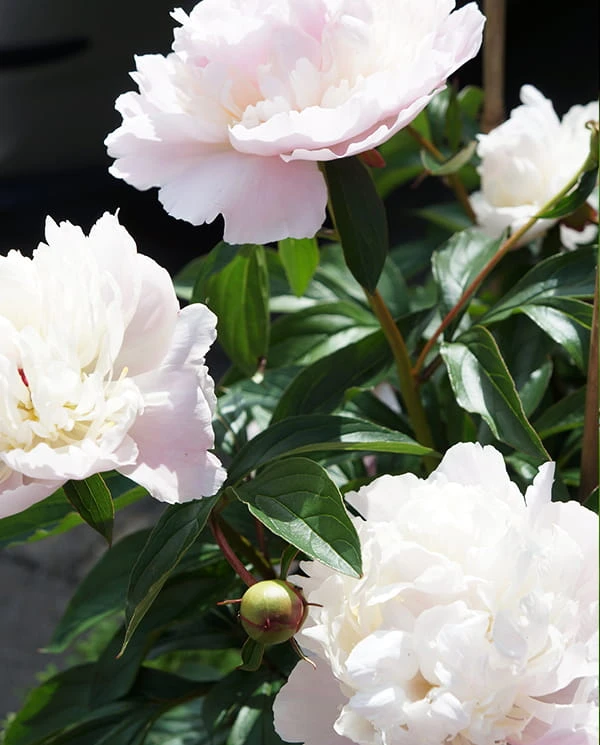 Duchesse de Nemours.jpg