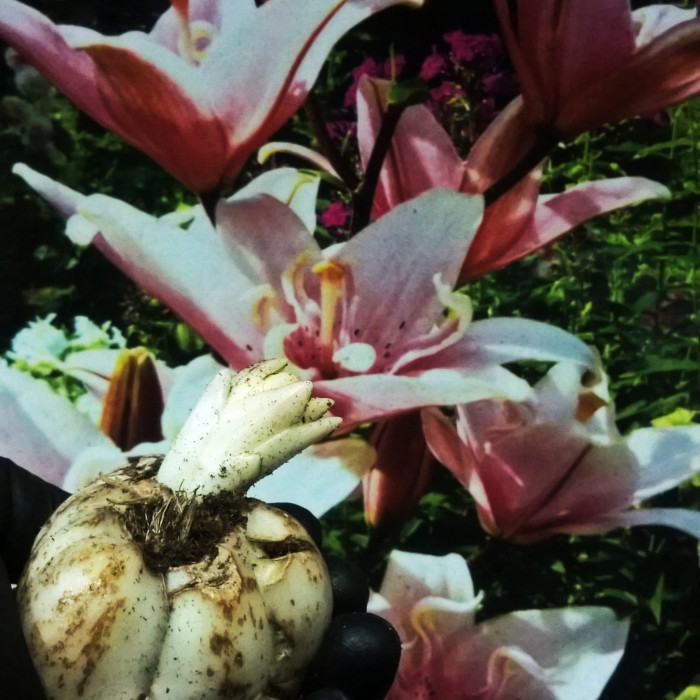 Elodie bulbs.jpg