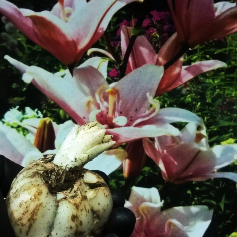 Elodie bulbs.jpg
