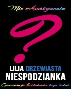 Lilie Drzewiaste "Niespodzianka MIX 10 szt."