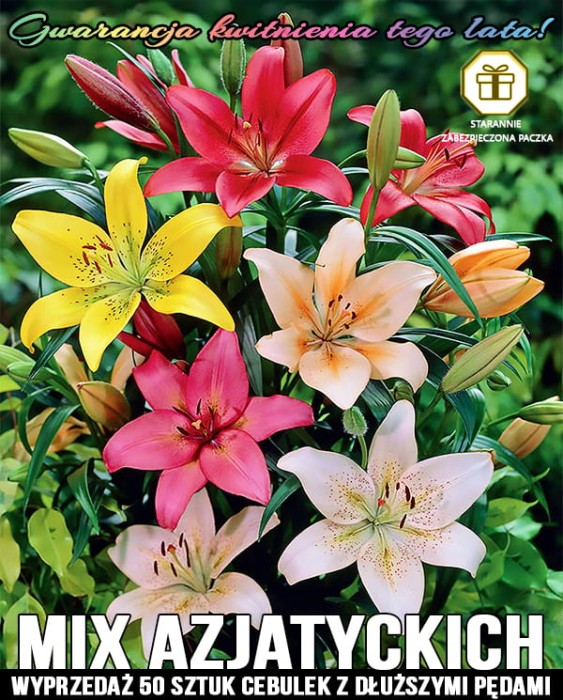 mix azjatyckich lilii 50 sztuk.jpg