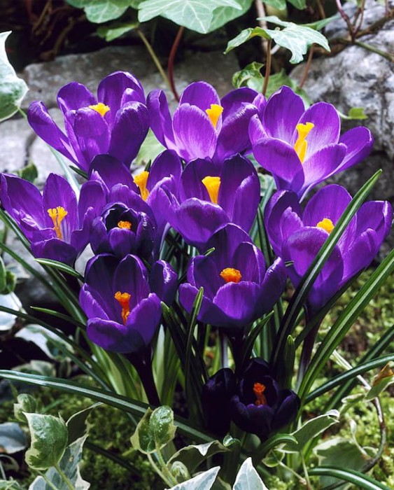 Flower Record.jpg