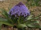 scilla-peruviana-bulbs-peruvian-lily-aka-caribbean-or-cuban-lily-giant-squill-hyacinth-of-peru-easy-to-grow-1.jpg