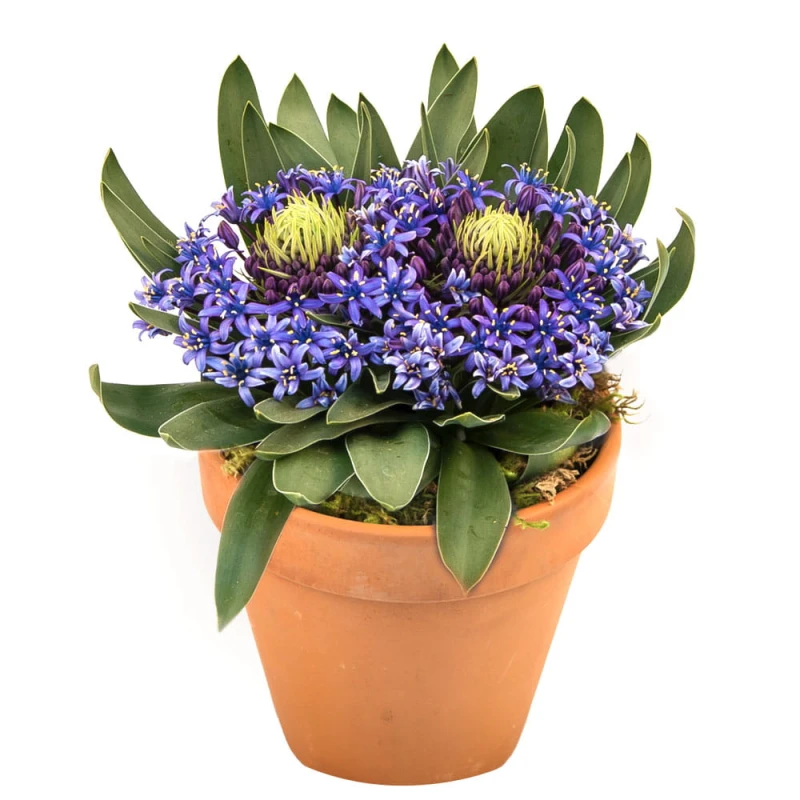 scilla w doniczce.jpg