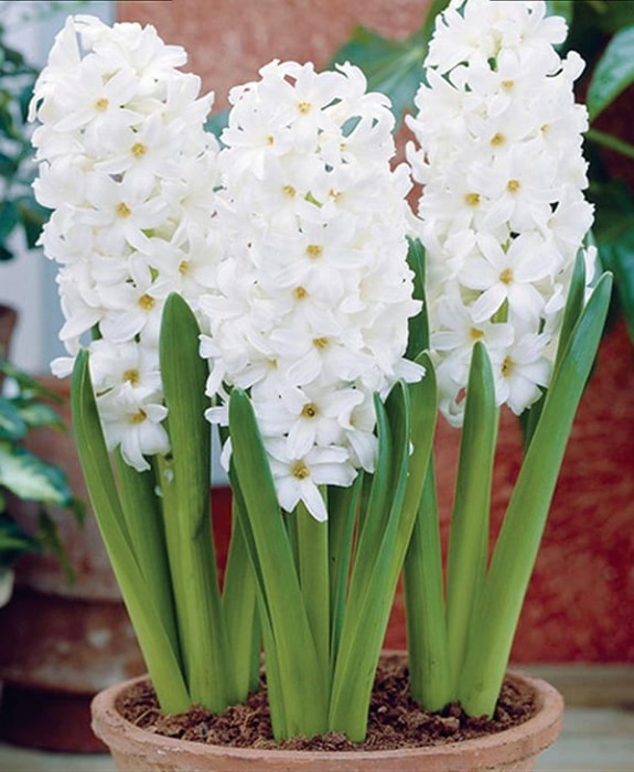 white hiacynt.jpg