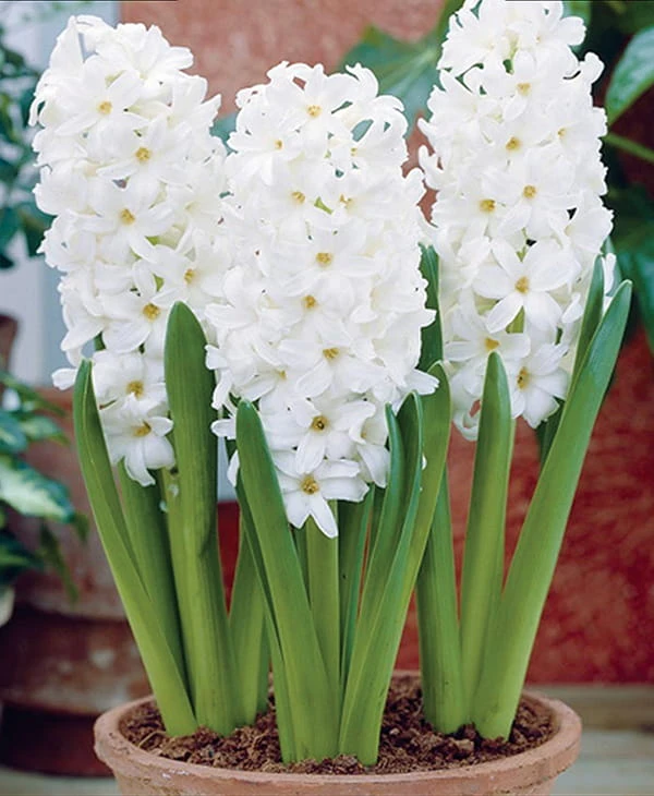 white hiacynt.jpg