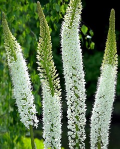Eremurus Himalaicus.jpg