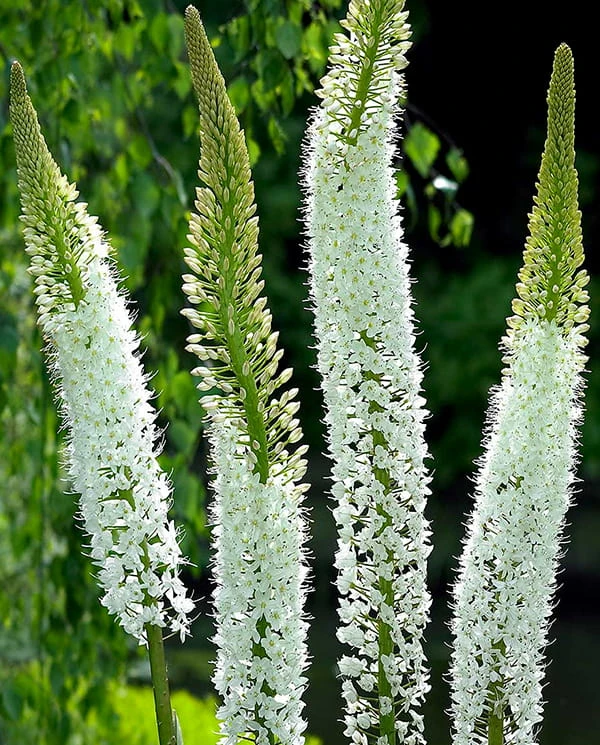 Eremurus Himalaicus.jpg