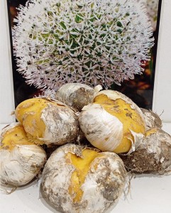 White giant cebulka 2.jpg
