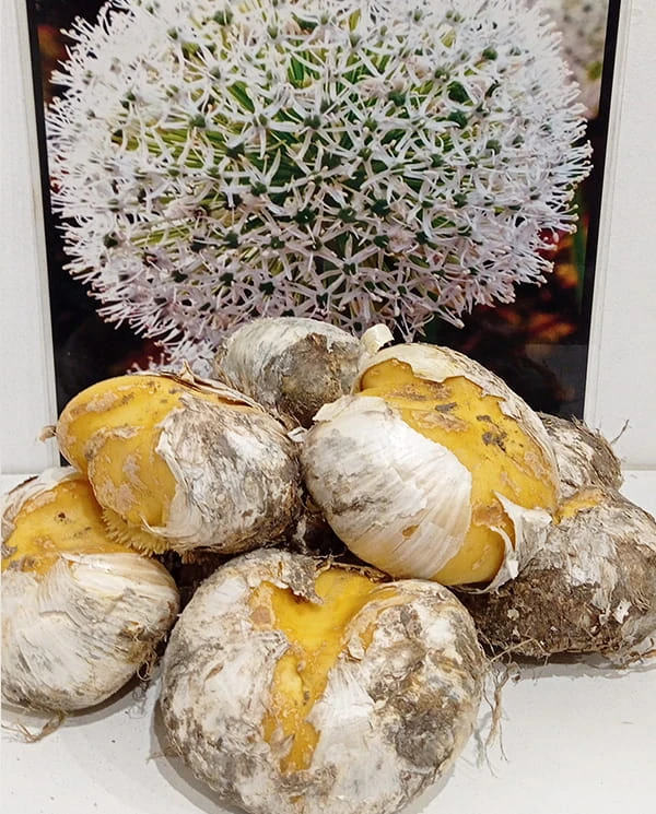 White giant cebulka 2.jpg