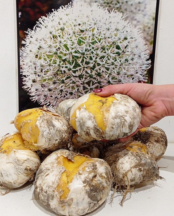 White giant cebulka.jpg