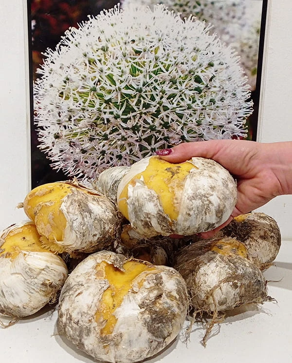White giant cebulka.jpg