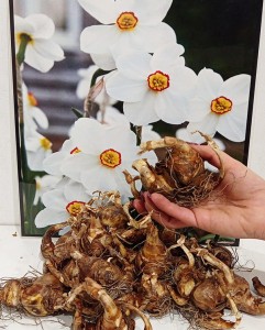 Poeticus Actaea cebulki 2.jpg