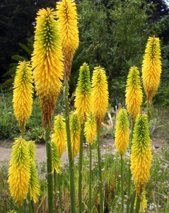 KNIPHOFIA MINISTER VERSCHUUR 1.jpg