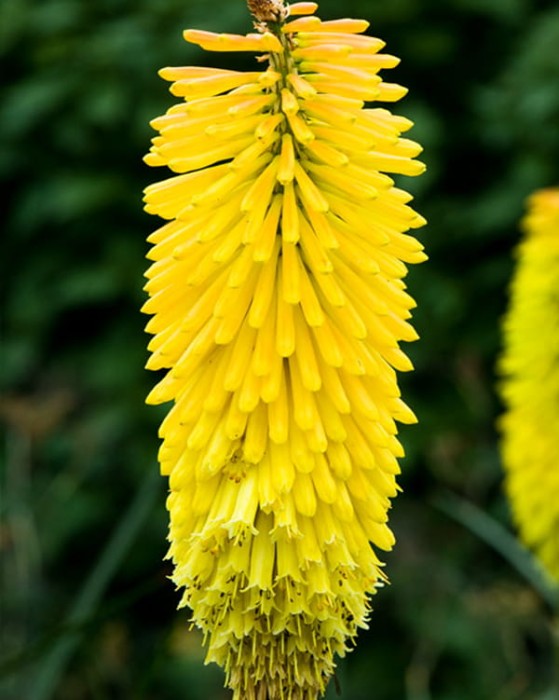 KNIPHOFIA MINISTER VERSCHUUR 3.jpg