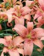 Morpho Pink lilia.jpg