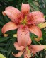 Morpho Pink.jpg