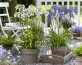 Agapanthus-Ever-Sapphire-and-Ever-White-.jpg