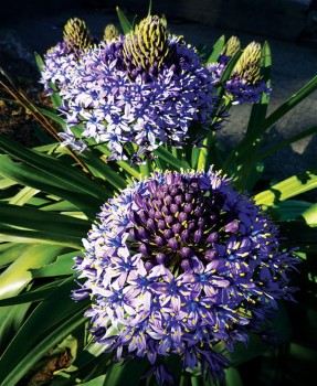 cebulica peruwiańska.jpg