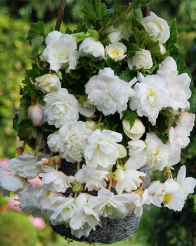 Begonia Cascade White.jpg