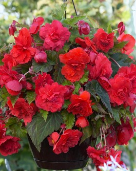 Begonia Cascade Red.jpg