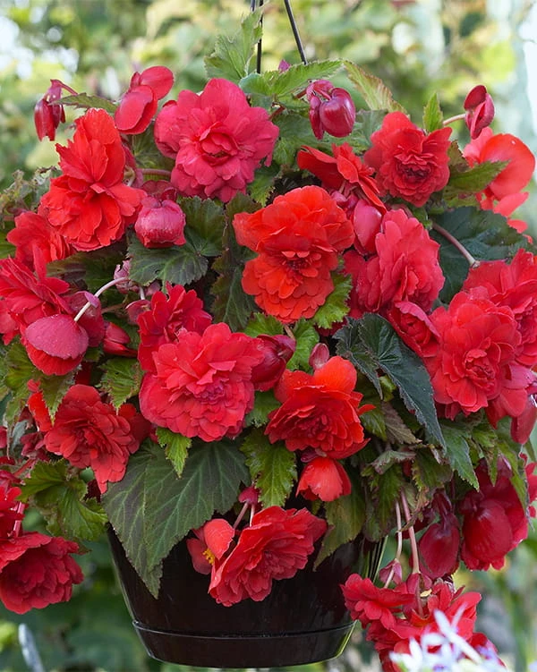 Begonia Cascade Red.jpg