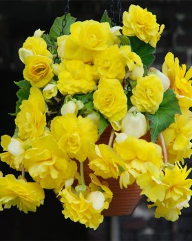 Begonia Cascade Yellow.jpg