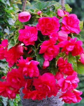 Begonia Cascade Pink.jpg