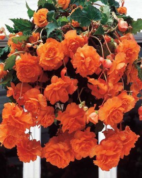 Begonia Cascade Orange.jpg