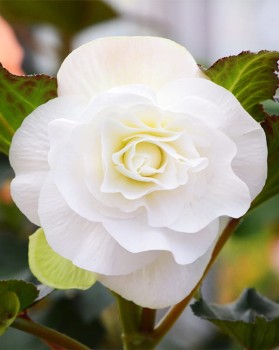 Biała begonia.jpg