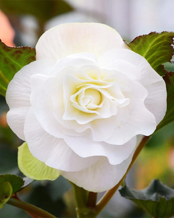 Biała begonia.jpg
