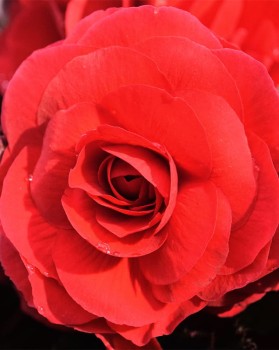 Czerwona begonia.jpg