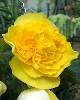 Żółta begonia.jpg