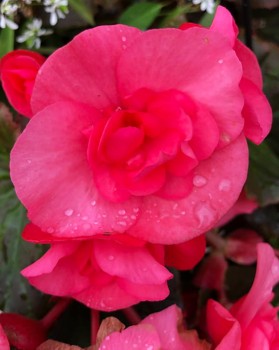 Różowa begonia.jpg