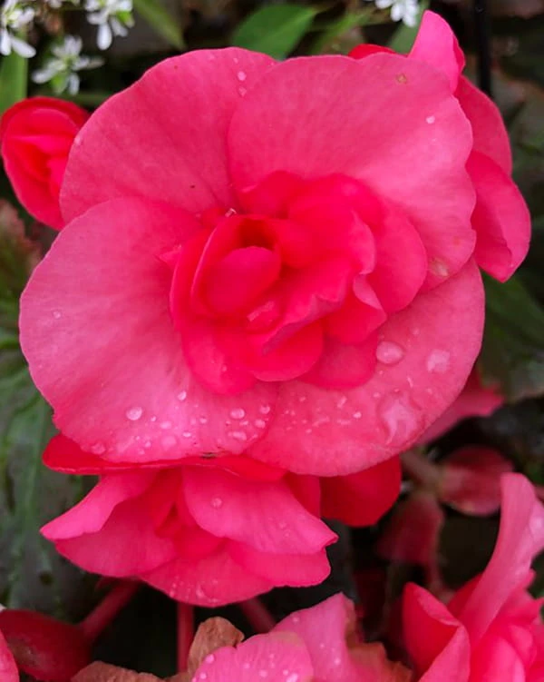 Różowa begonia.jpg