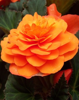 Pomarańczowa Begonia.jpg