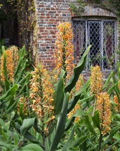 Hedychium gardnerianum 2.jpg