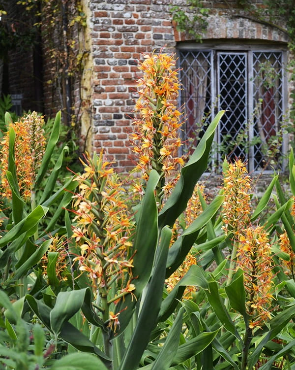 Hedychium gardnerianum 2.jpg