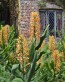Hedychium gardnerianum 2.jpg
