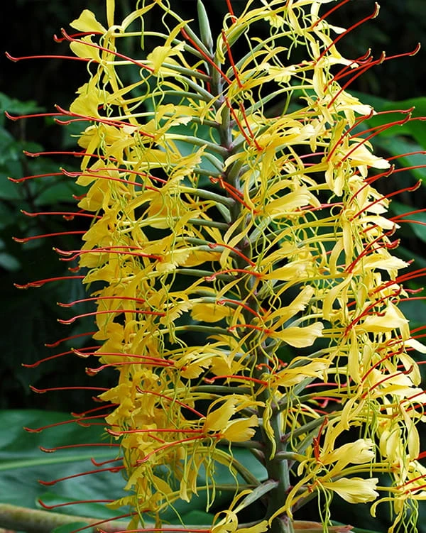 Hedychium gardnerianum 3a2.jpg