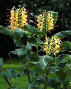 Hedychium gardnerianum 4.jpg