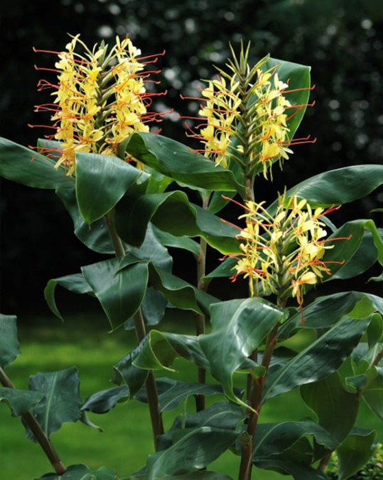 Hedychium gardnerianum 4.jpg