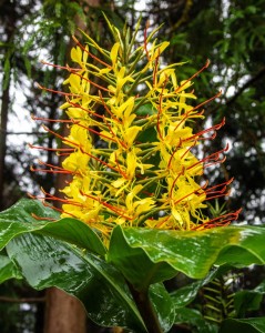 Hedychium gardnerianum 32.jpg