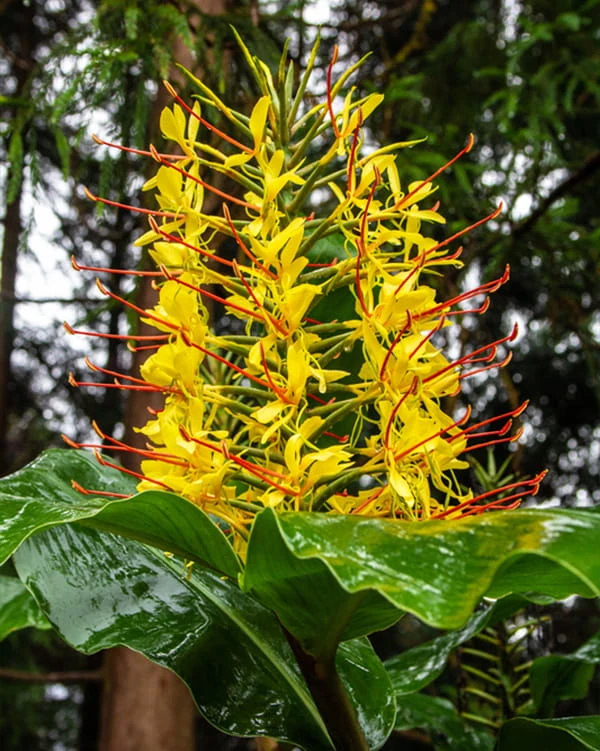 Hedychium gardnerianum 32.jpg